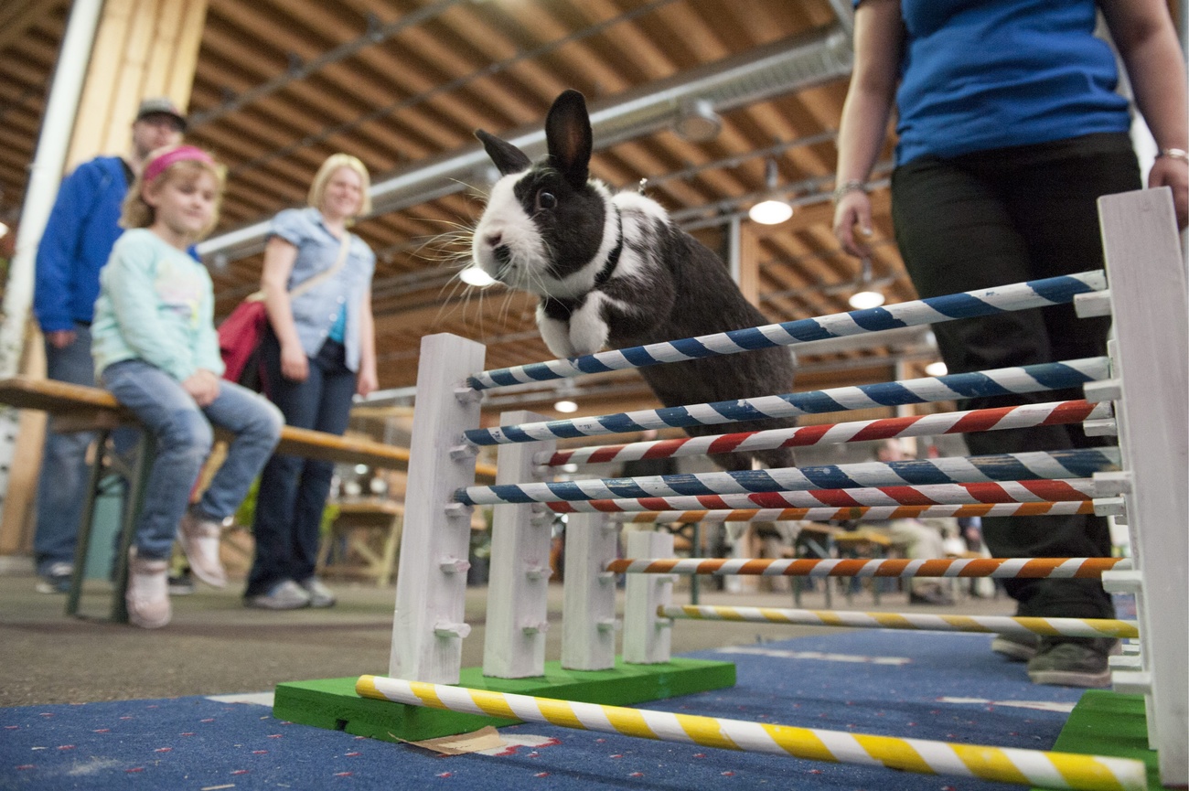 Ein Kaninchen beim Schauspringen "Kanin Hop" an der Animalia, der 10. Messe fuer Heimtiere und Kleintierzucht, in St. Gallen am Samstag, 4. Mai 2013. (KEYSTONE/Gian Ehrenzeller)