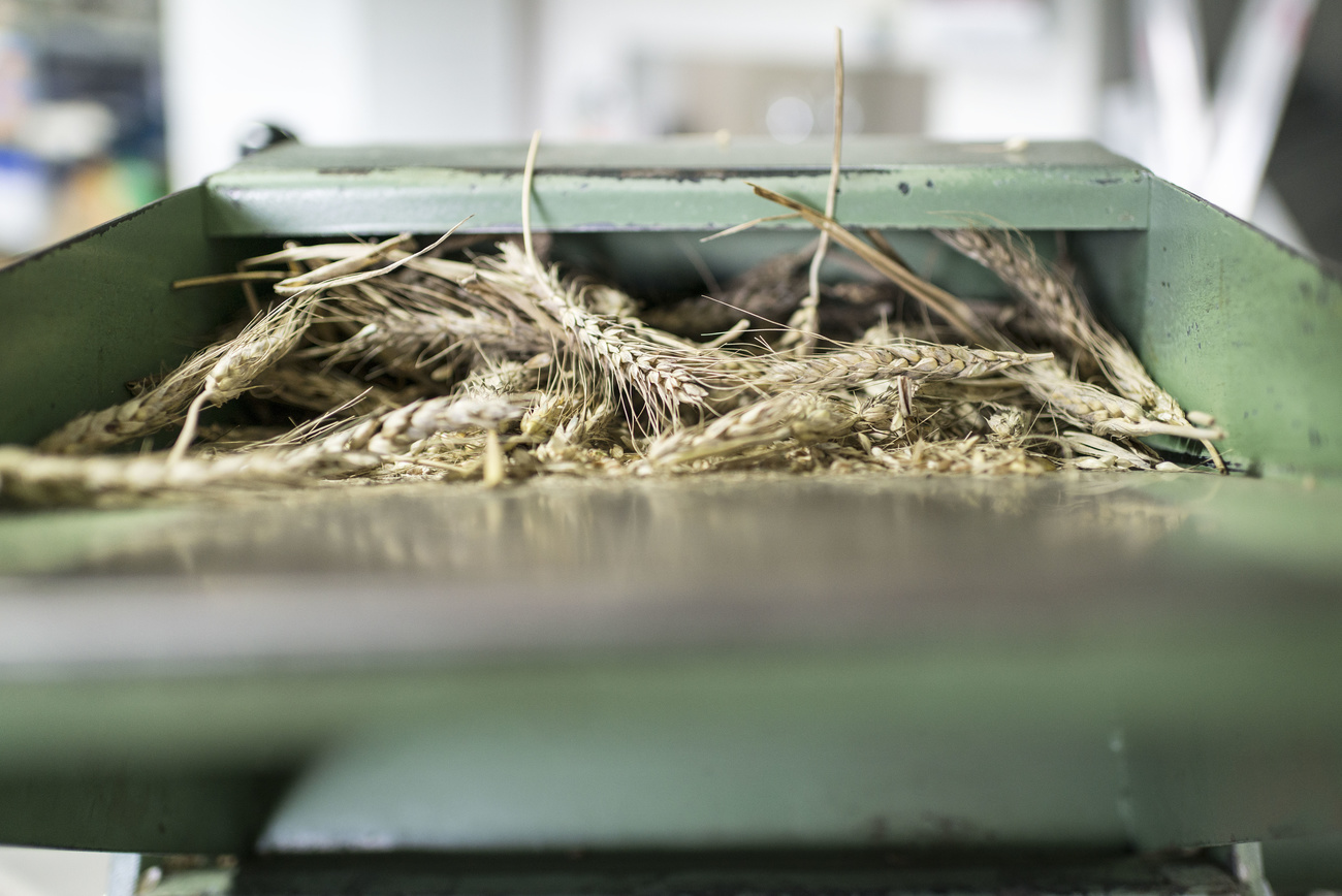 Genetically modified wheat in a green threshing machine.