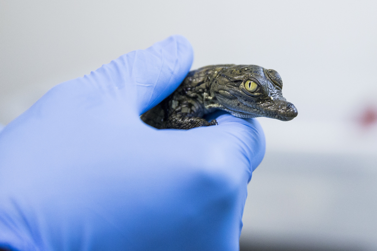 Baby crocodile