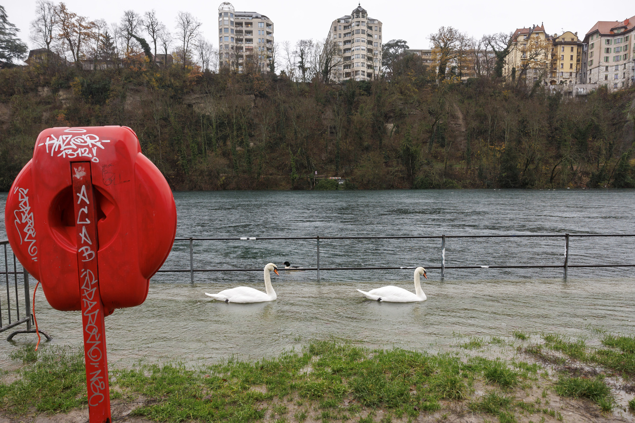 Swans are shown gliding across the flooded riverbanks of the Rhône river.