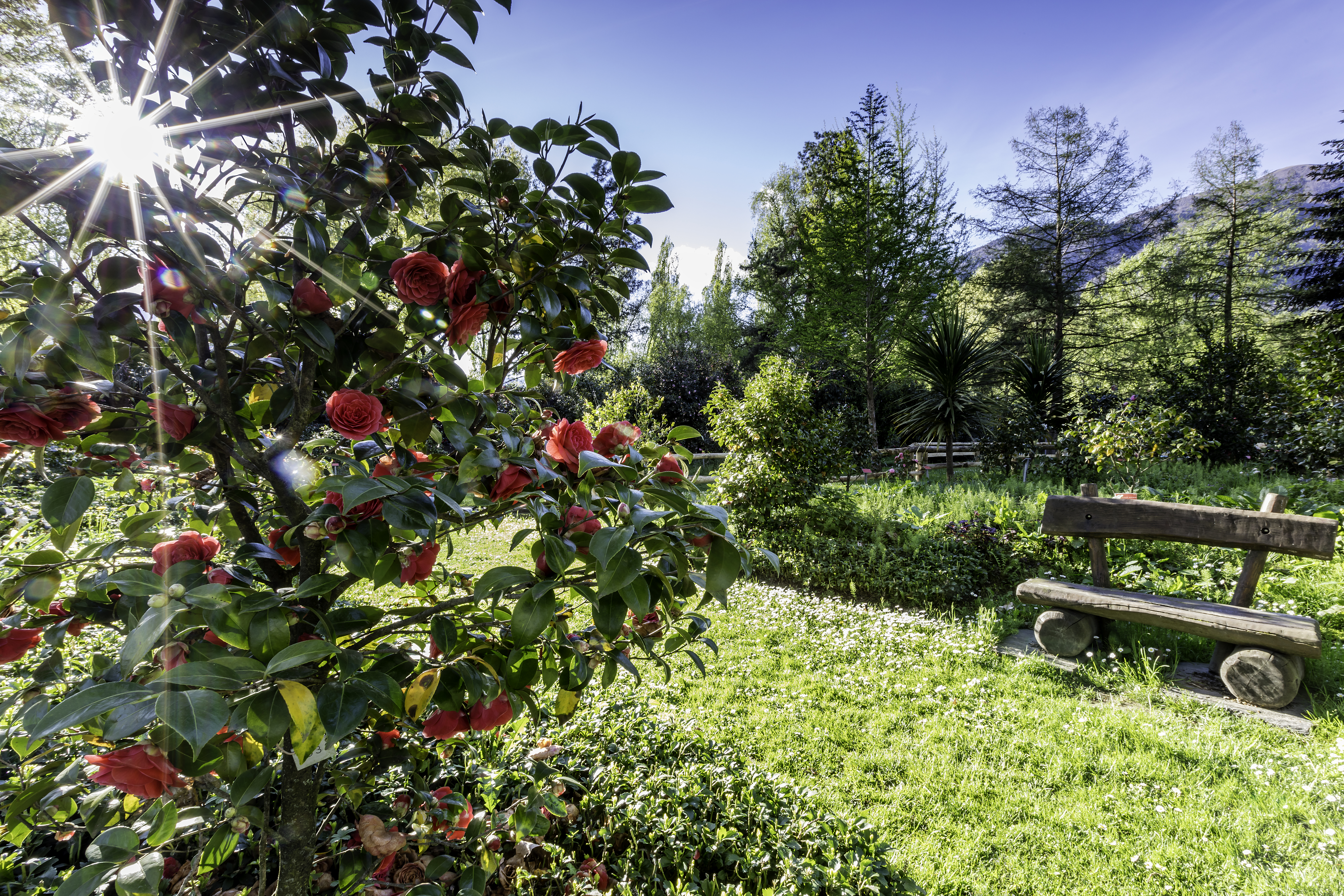 Parco delle camelie, Locarno