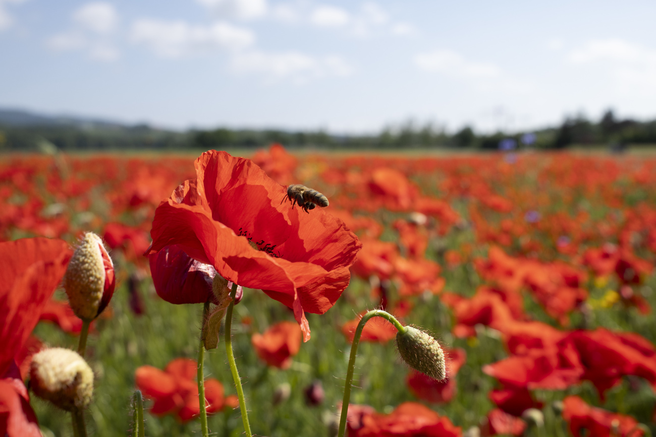 Poppies in Switzerland