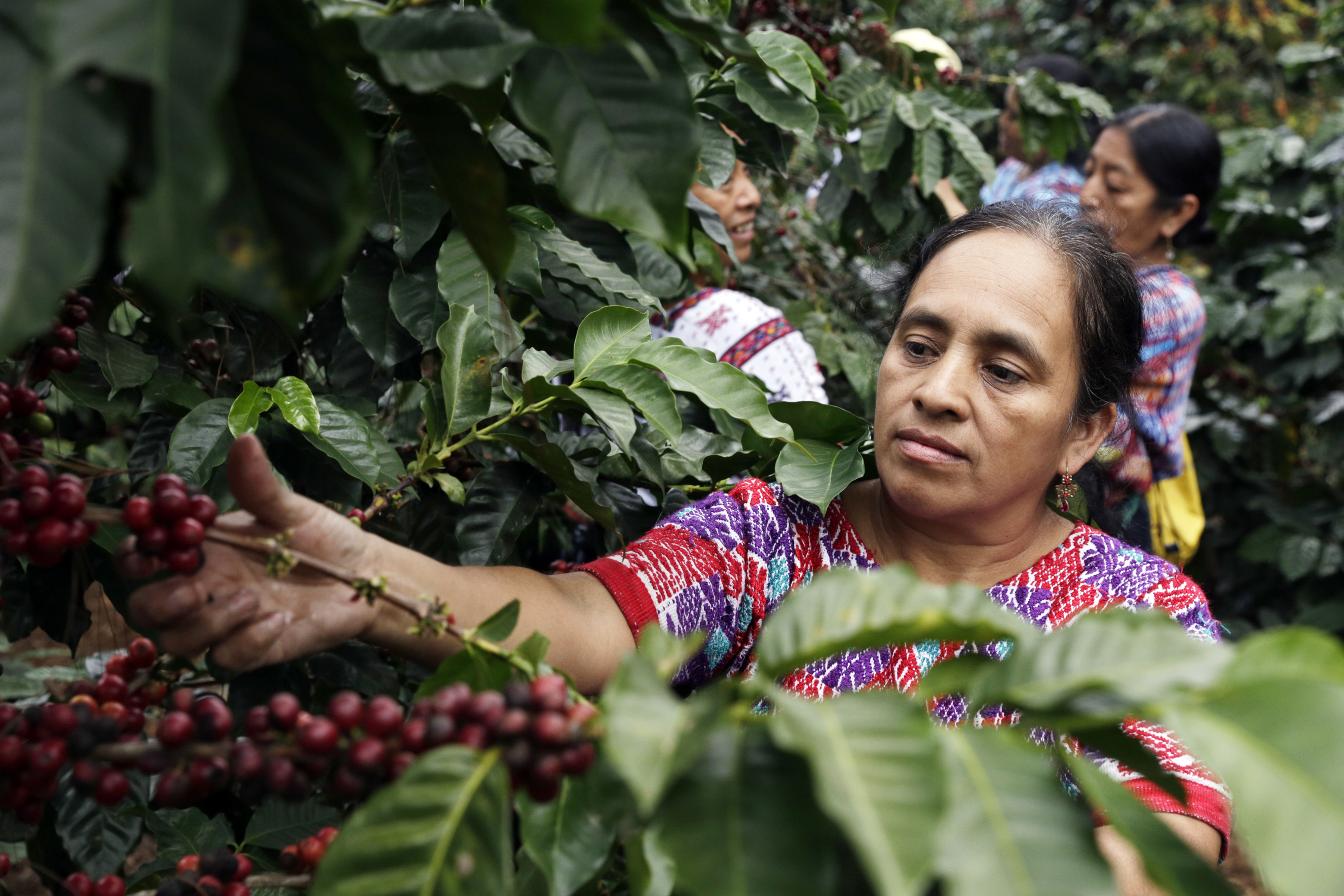 Eine Frau bei der Ernte von reifen roten Kaffeebohnen