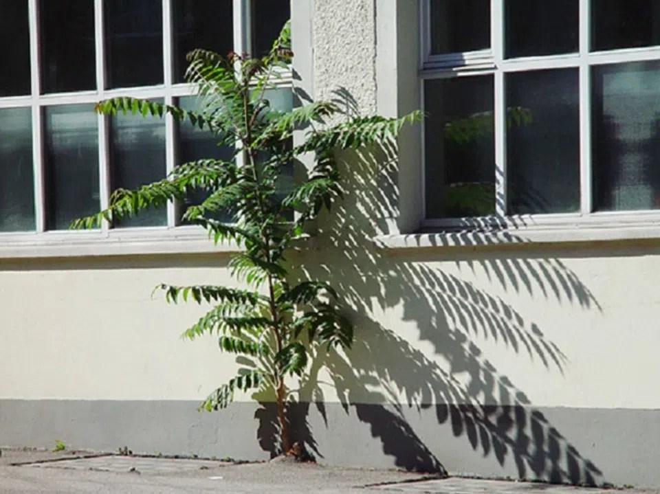 Spectacular How To Get Rid Of Tree Of Heaven Capture Digital Art Spectacular How To Get Rid Of Tree Of Heaven Capture Digital Art