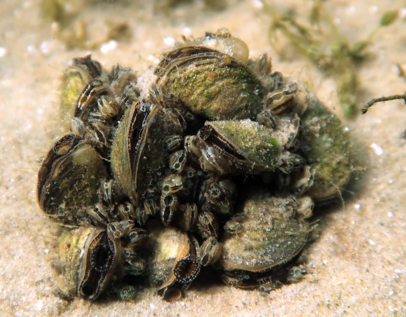 Cozze nel Lago di Costanza.