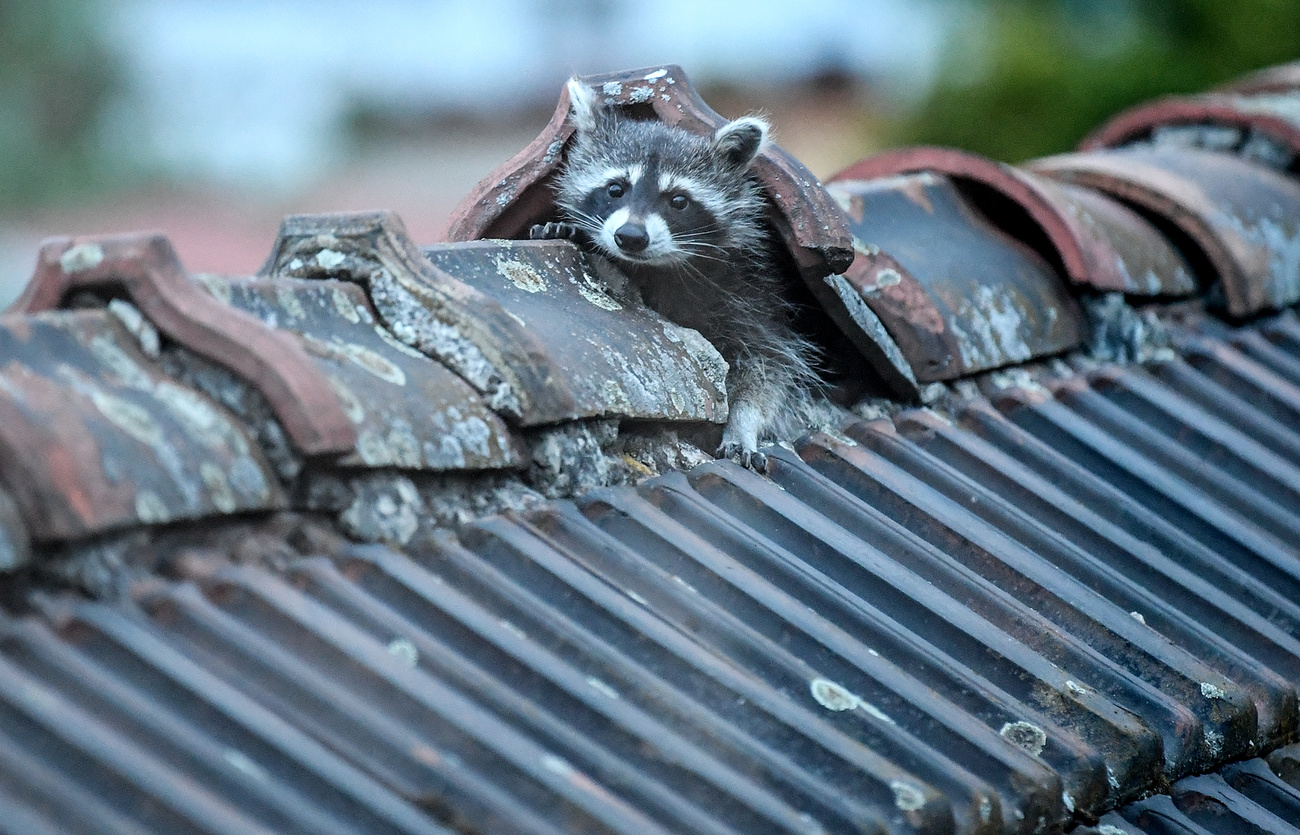 waschbär auf dach