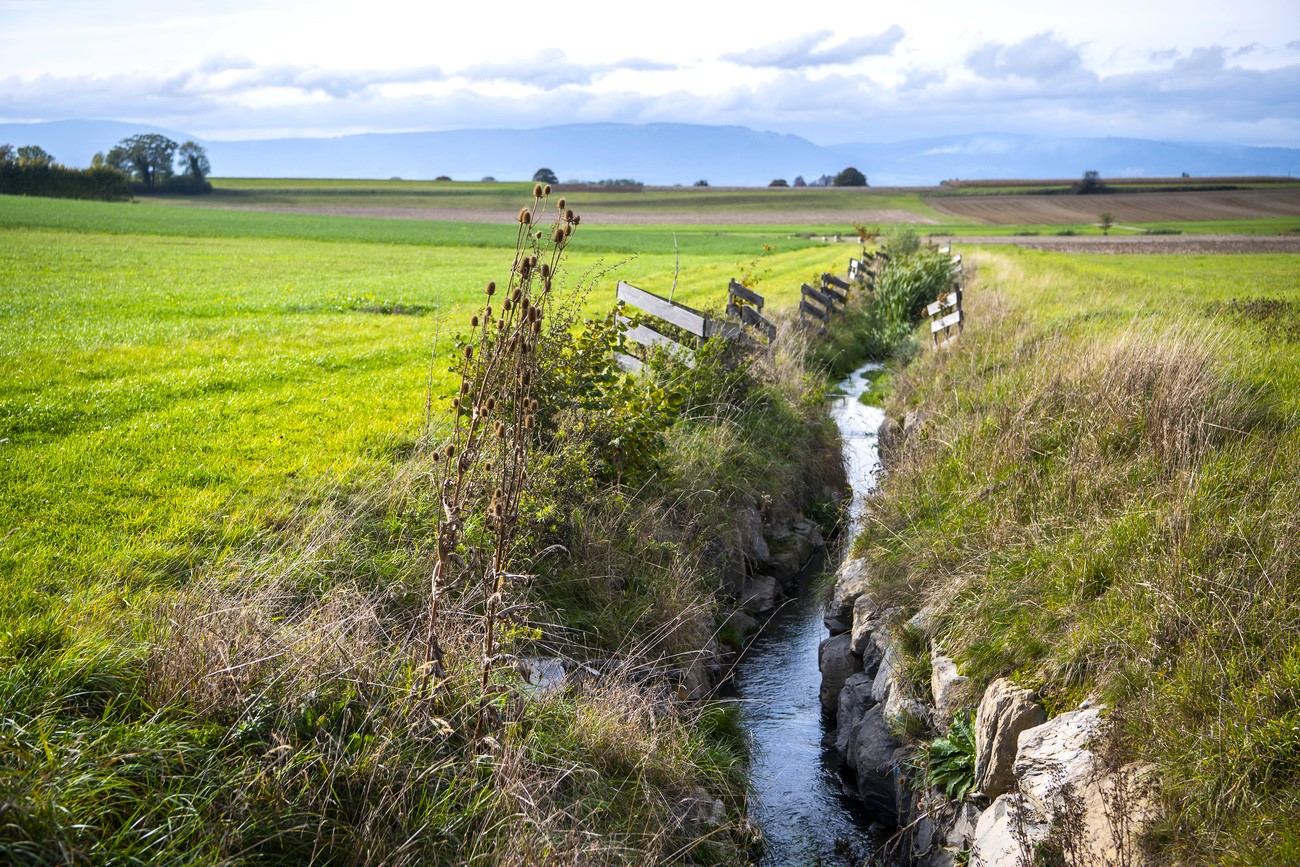 Verlust Der Verlust der Biodiversität in der Schweiz ‒ in sechs Grafiken - SWI ...