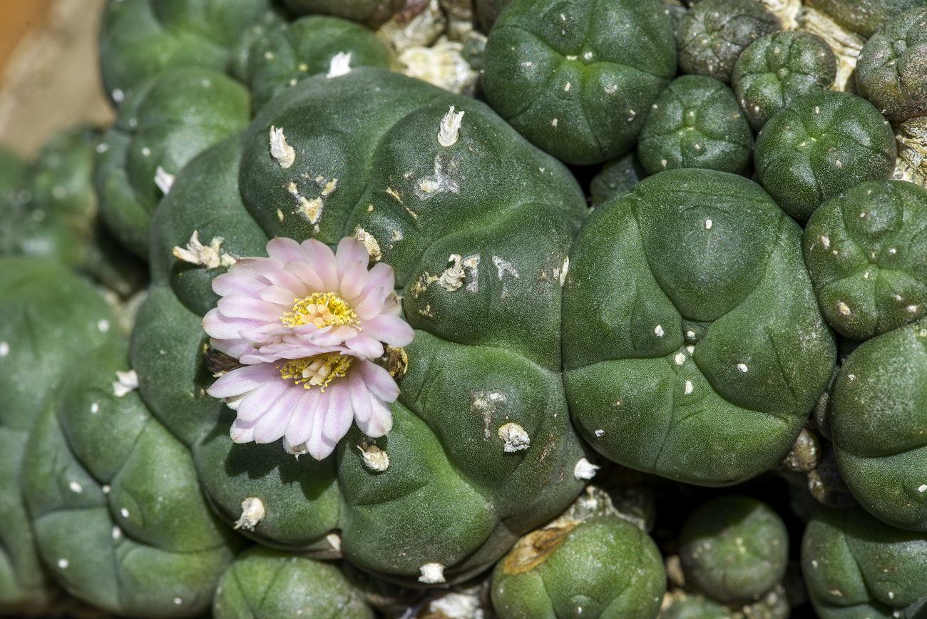 Superfície de um cactus