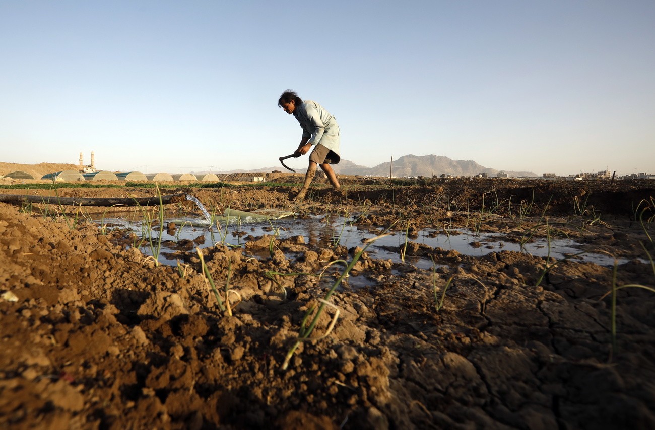 Un agricultor yemení trabaja en un campo en Saná, Yemen.
