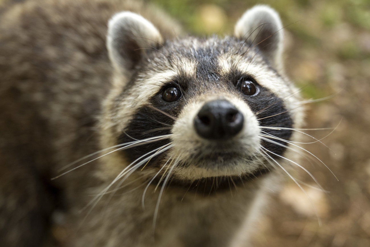 Waschbär
