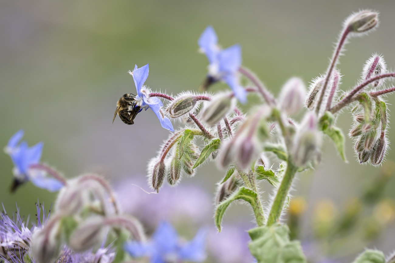 Abeille sur une fleur