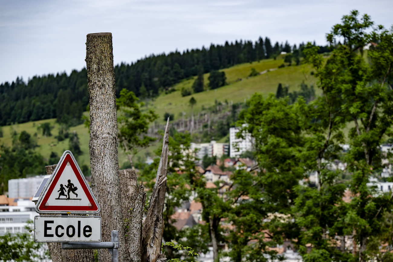 Arbre détruit près d'un panneau d'école avec une ville en arrière-fond
