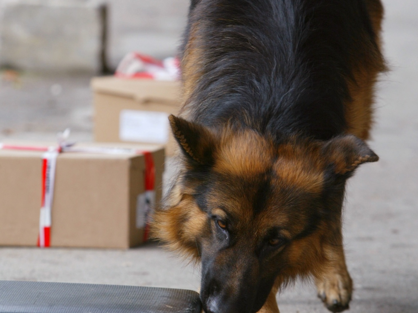 Switzerland sends 17 special agents and police dogs to Paris