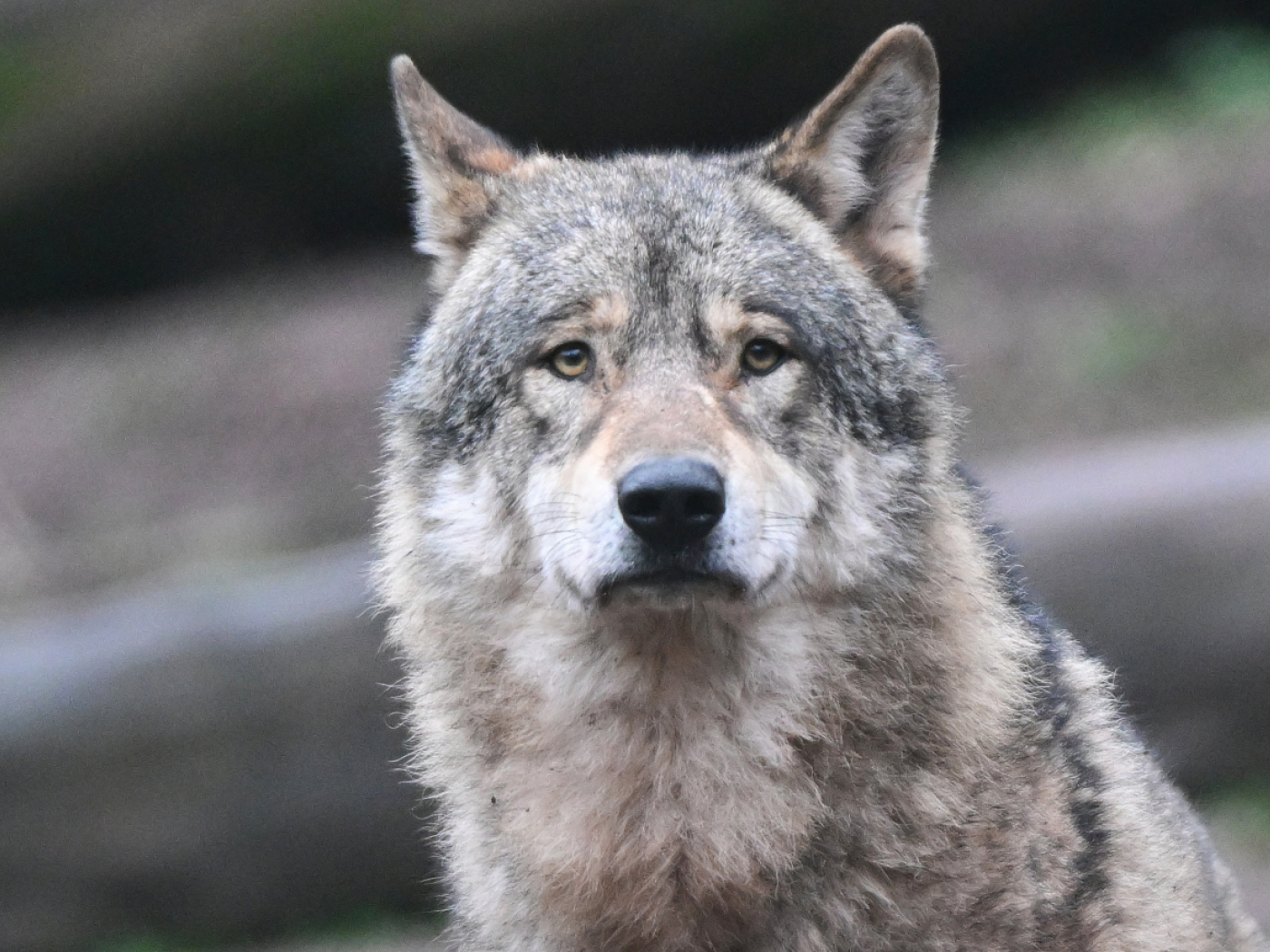 Hunting Ordinance: infringement of protected species denounced