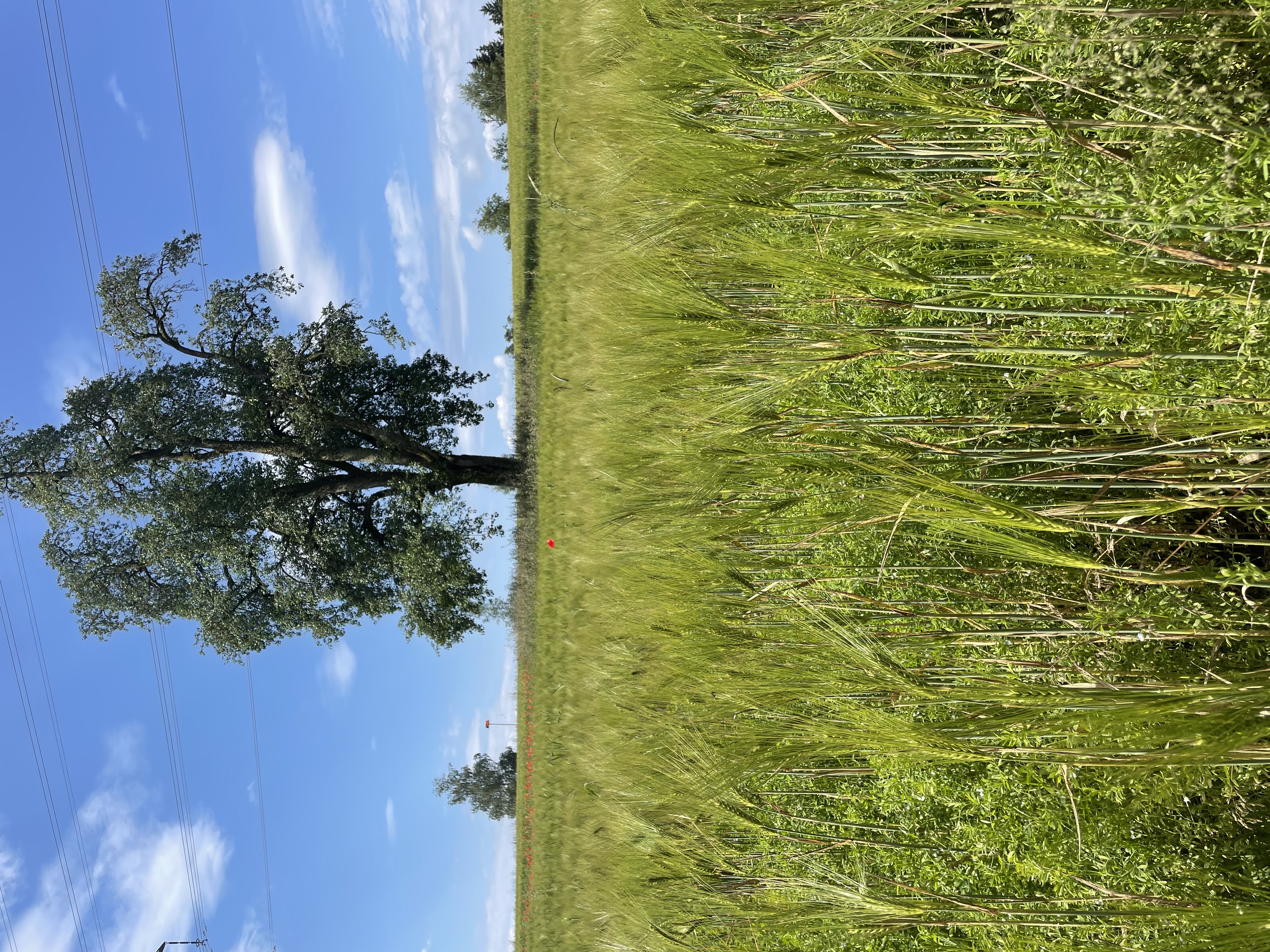 Ein Feld, ein Baum.