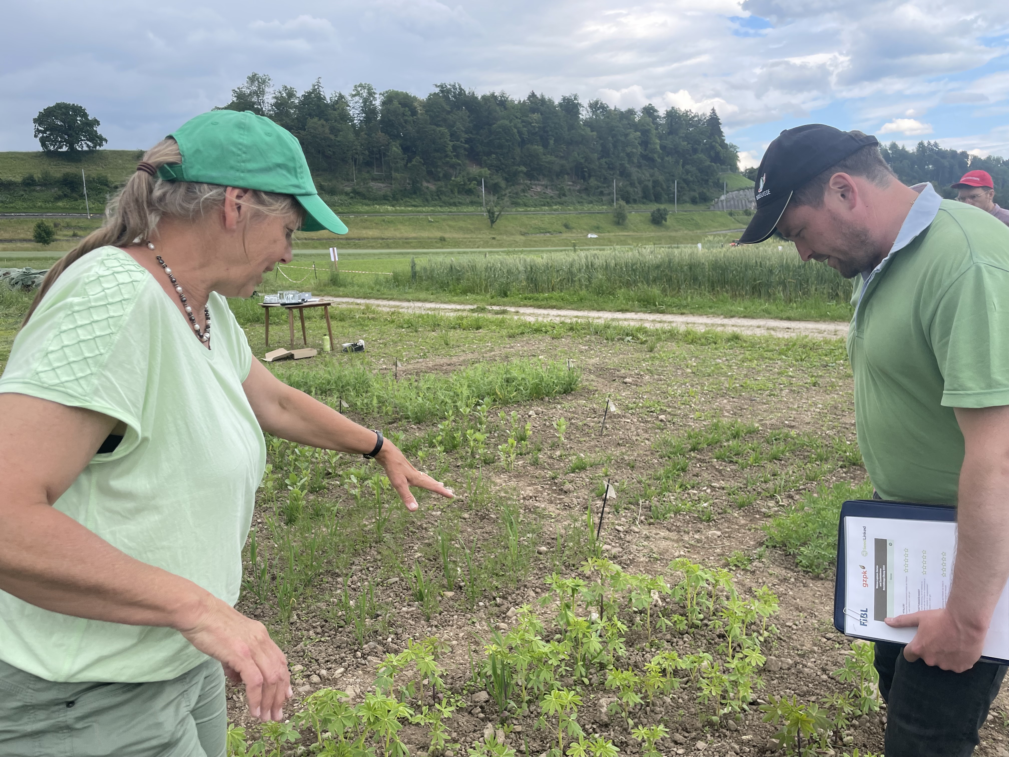 Кристин Арнкен показывает нам экспериментальное люпиновое поле. Агроном пытается вывести сорт этого бобового растения, который будет более сладким и с более низким содержанием токсичных веществ.