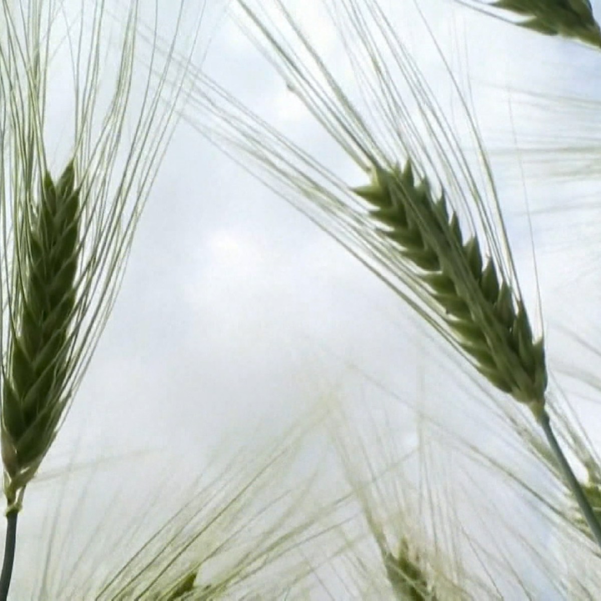 Genetically engineered barley grown in a secured field in Zurich