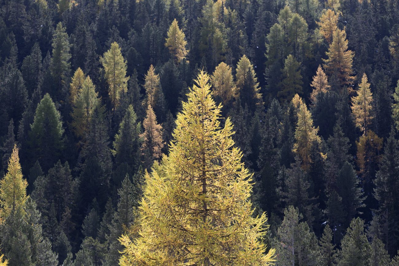 frees in a forest from an aerial view