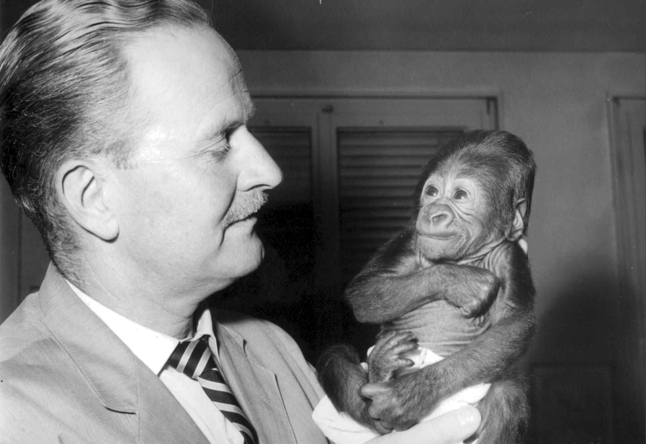 un uomo tiene in braccio un cucciolo di gorilla