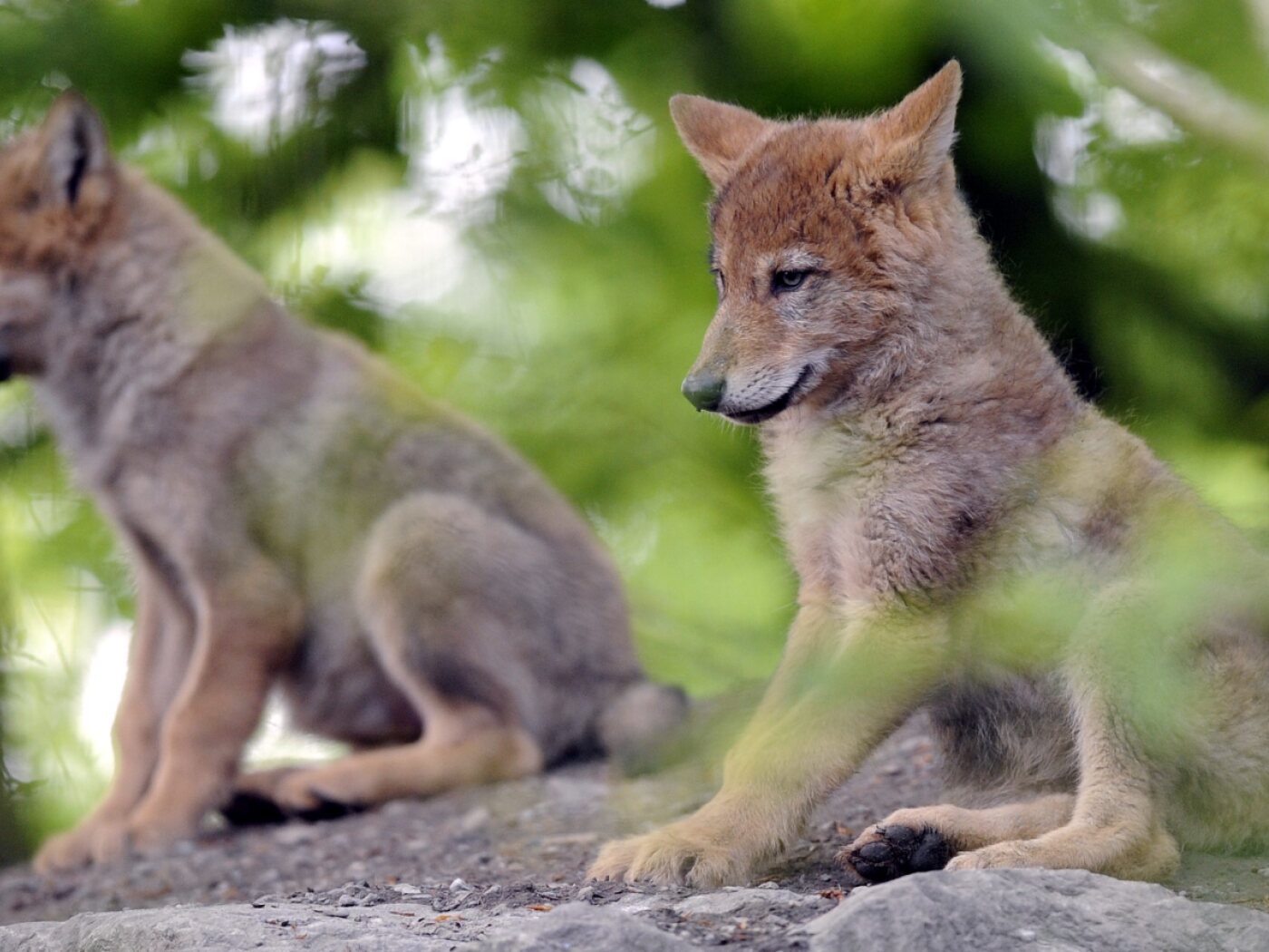 Swiss canton wants two thirds of young wolves to be culled - SWI ...
