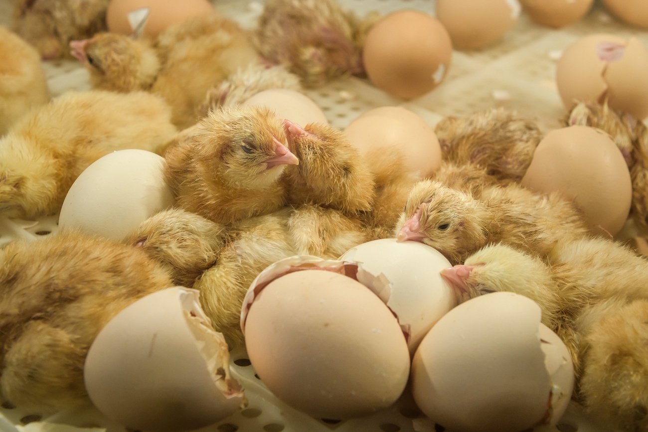 chicks