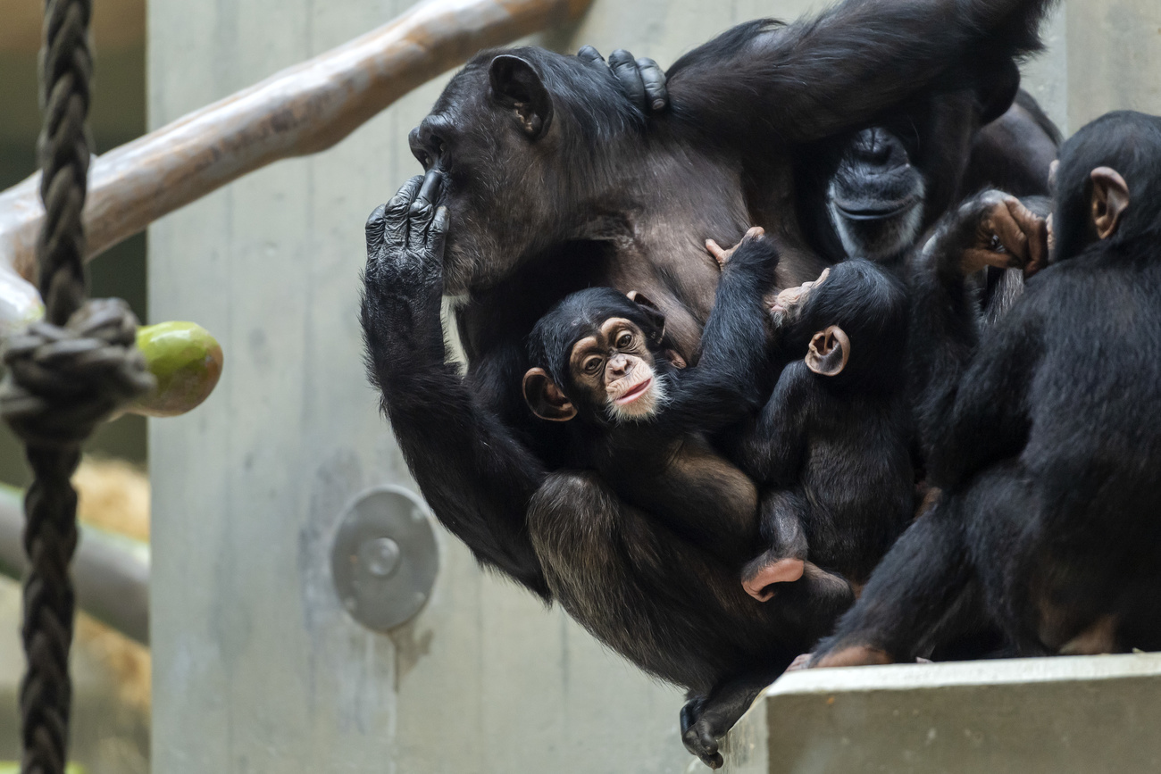 Chimpanzees at Basel Zoo.