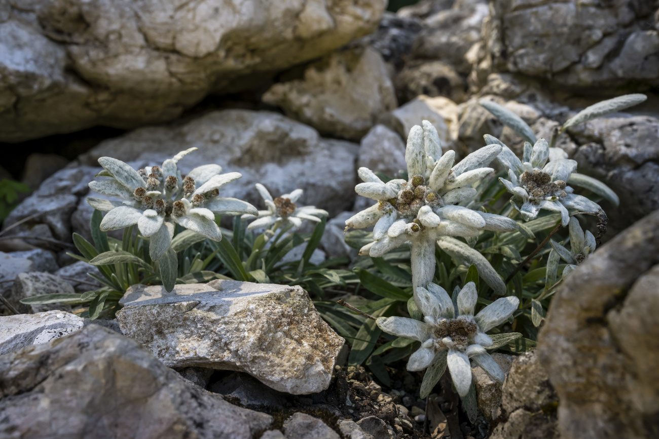 edelweiss blumen