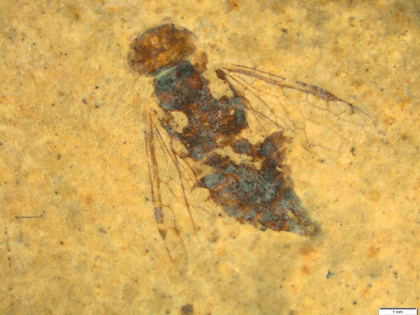 Altes Insect 239 Millionen Jahre alte Insekten im Tessin entdeckt - SWI swissinfo.ch