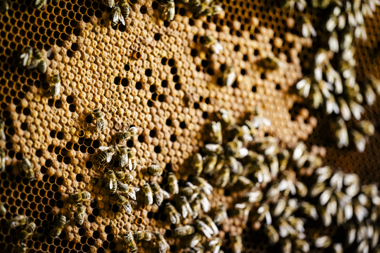Un essaim d'abeilles est photograhié dans une ruche