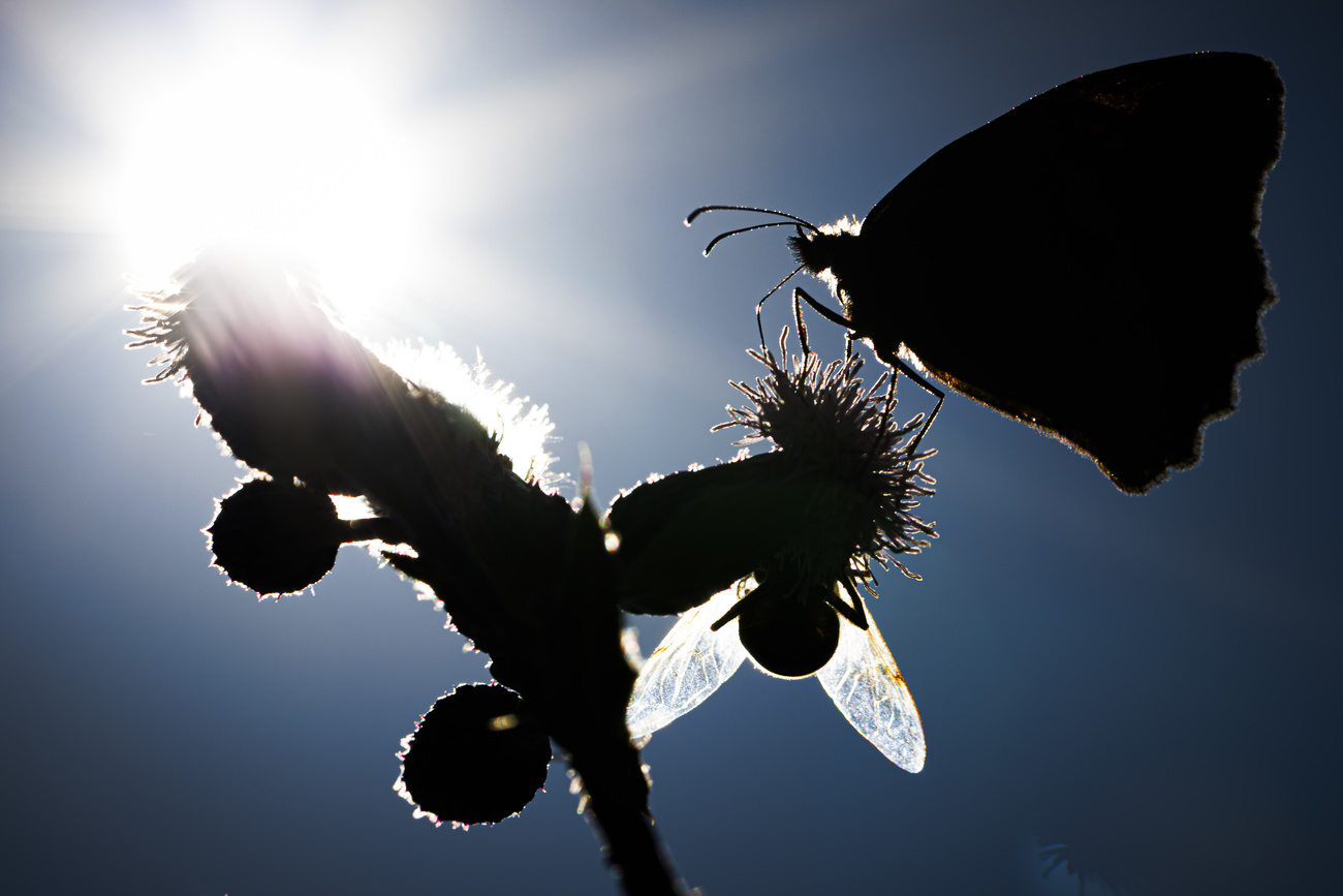 mosca e farfalla su fiore in controluce