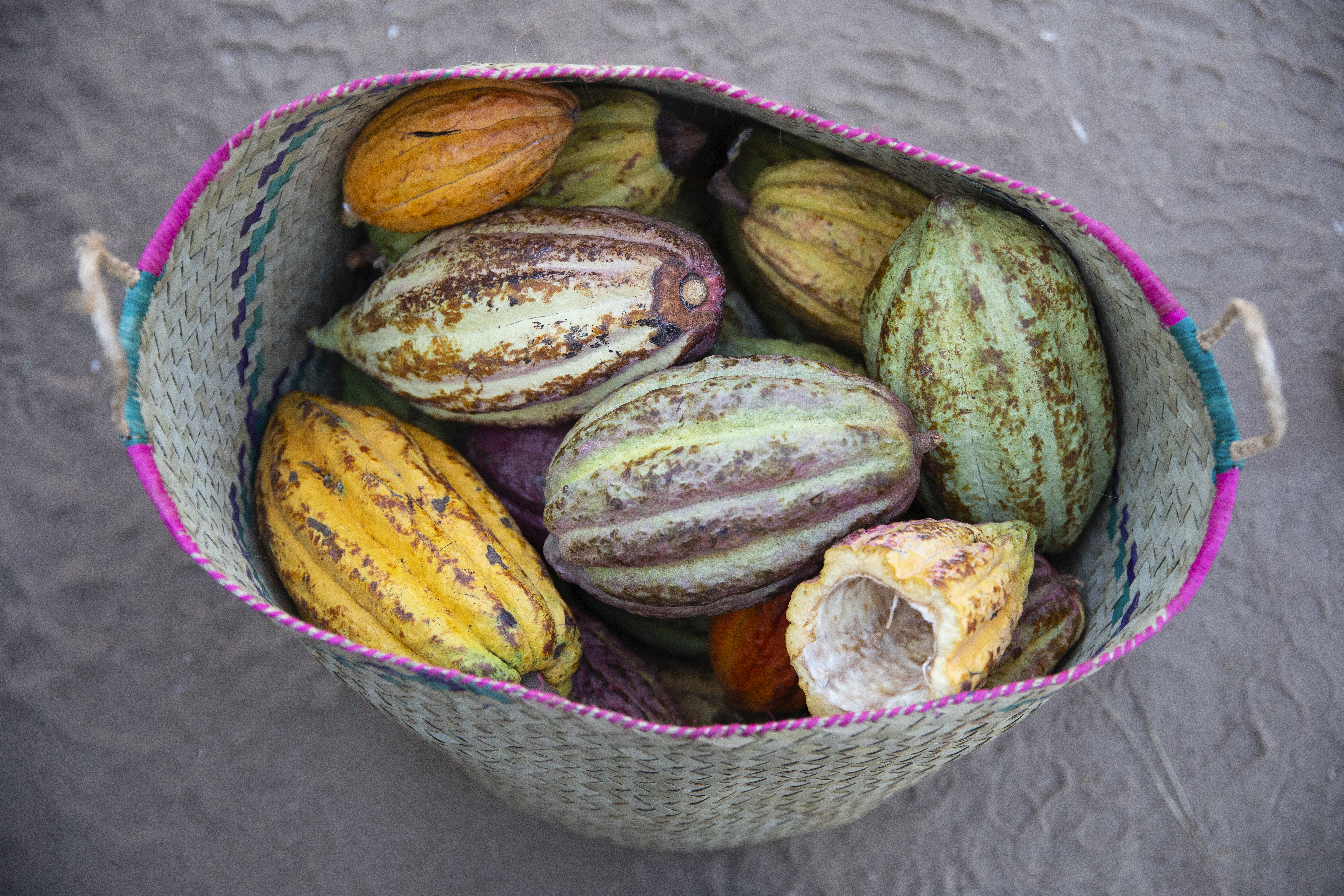 Cocoa Fruits in a basket