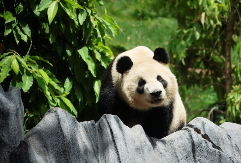 睽违21年中国大猫熊再赴美云川、鑫宝借展加州- SWI swissinfo.ch