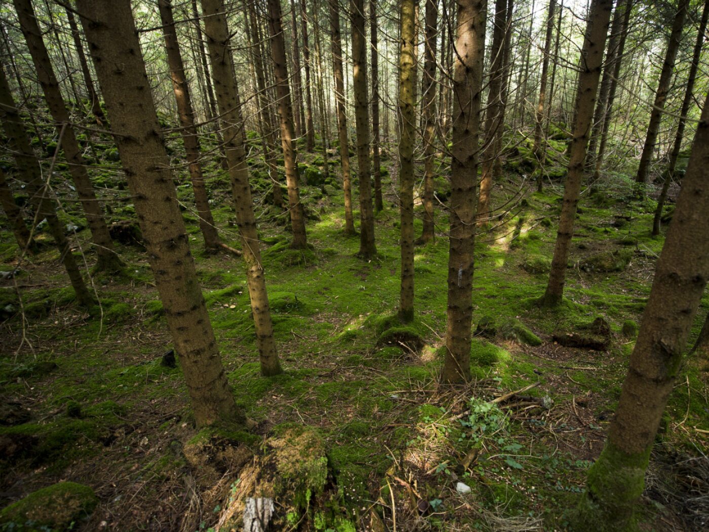 Nanoplastics found to interfere with tree photosynthesis