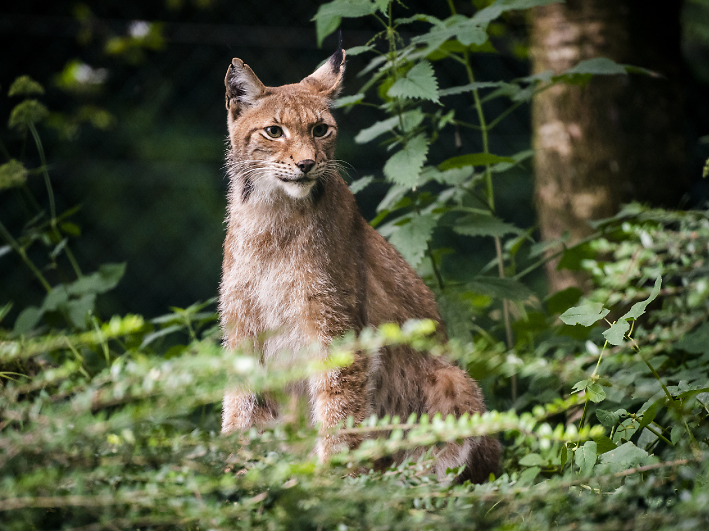 Canton Target Swiss canton targets lynx after sheep attacks - SWI swissinfo.ch