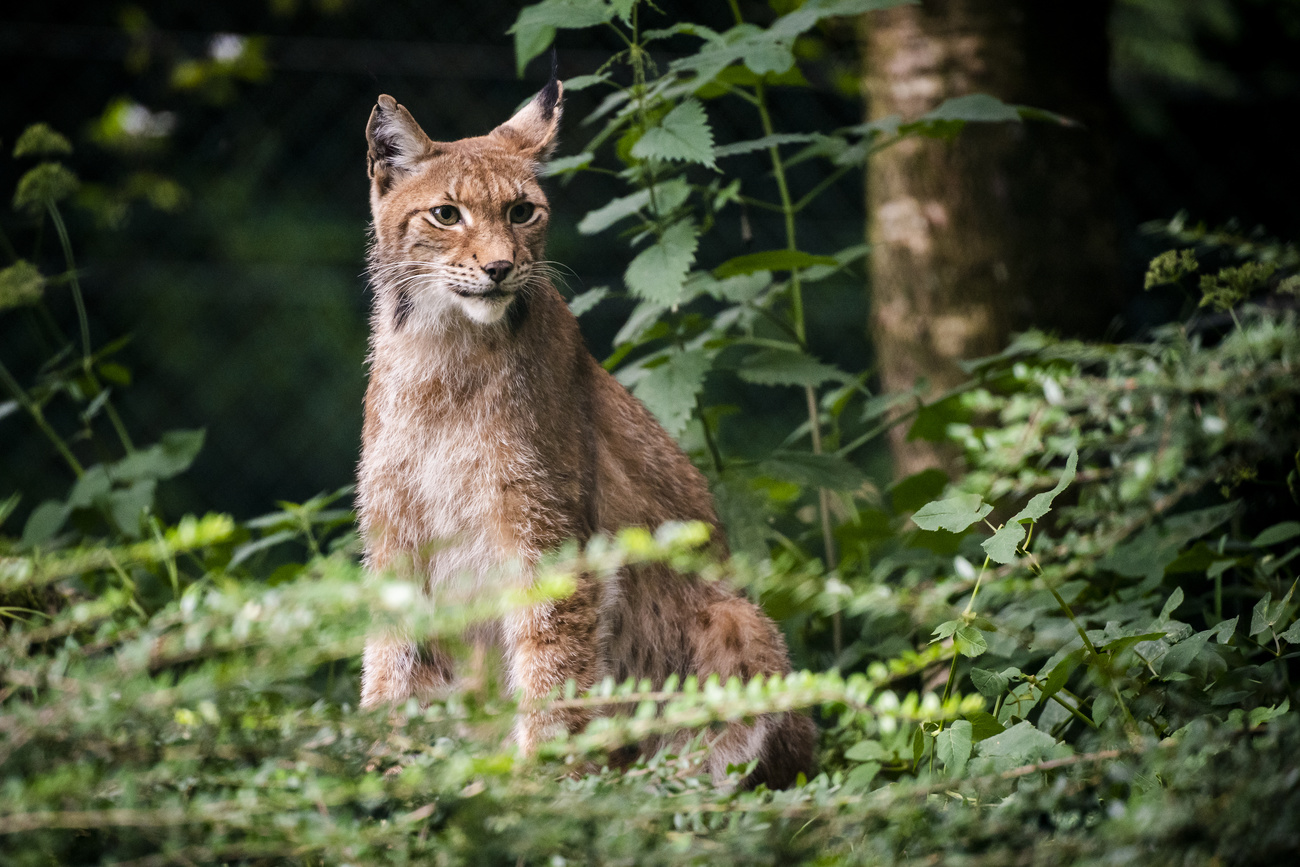 Lynx in Switzerland