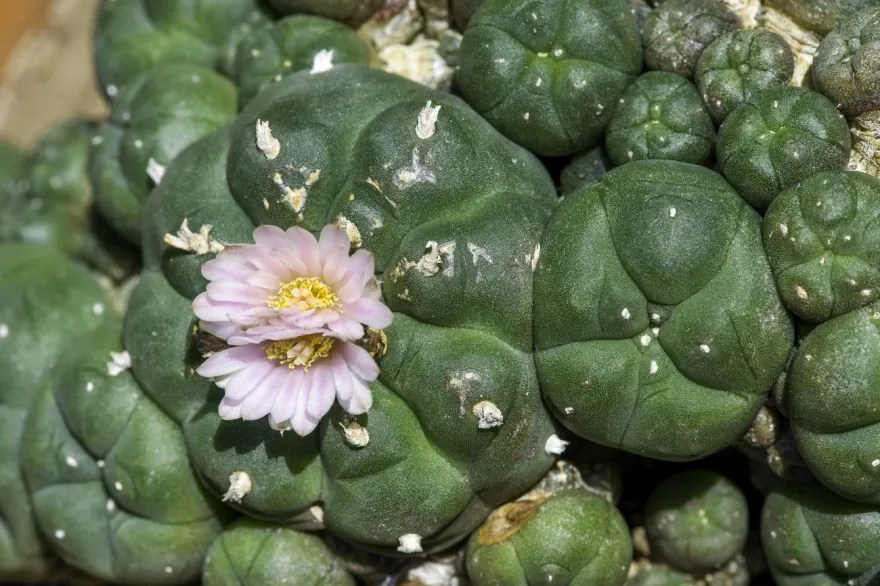 烏羽玉(Lophophora williamsii)是一種小型無刺仙人掌,含有精神活性生物鹼,尤其是麥司卡林。它原產於墨西哥和德克薩斯州西南部。