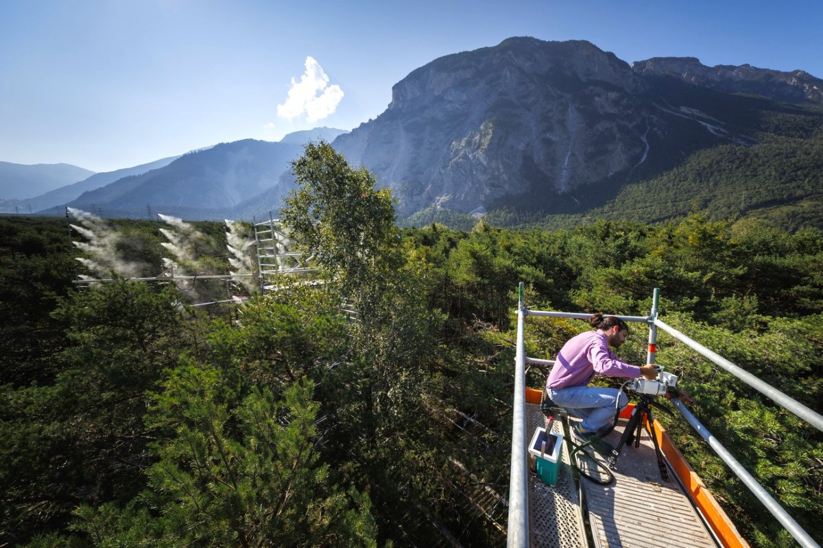 Swiss experiment targets forest drought, a driver of climate change