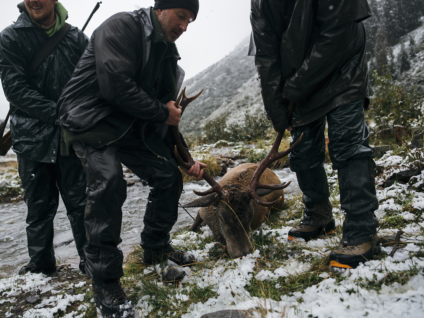 Fifty wolves shot over two months in Swiss cull - SWI swissinfo.ch