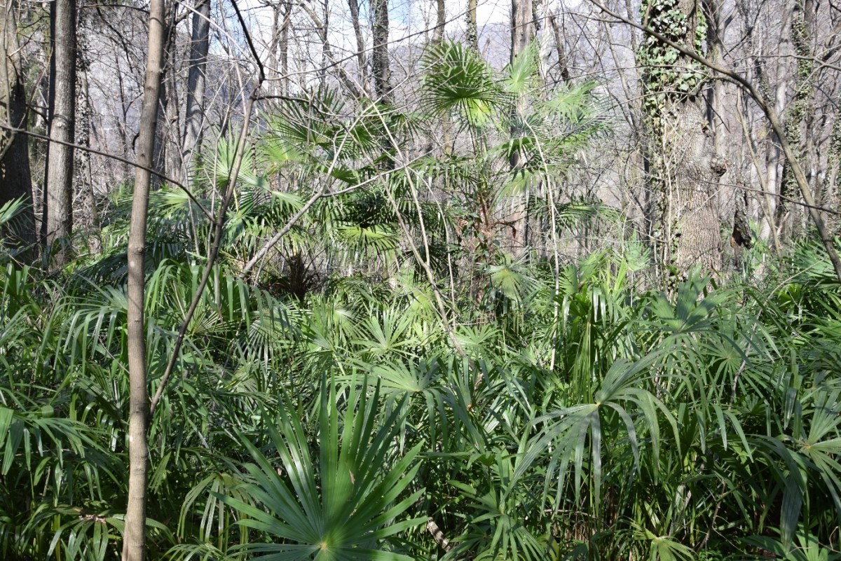 The Ticino palm falls victim to its atypical reproduction