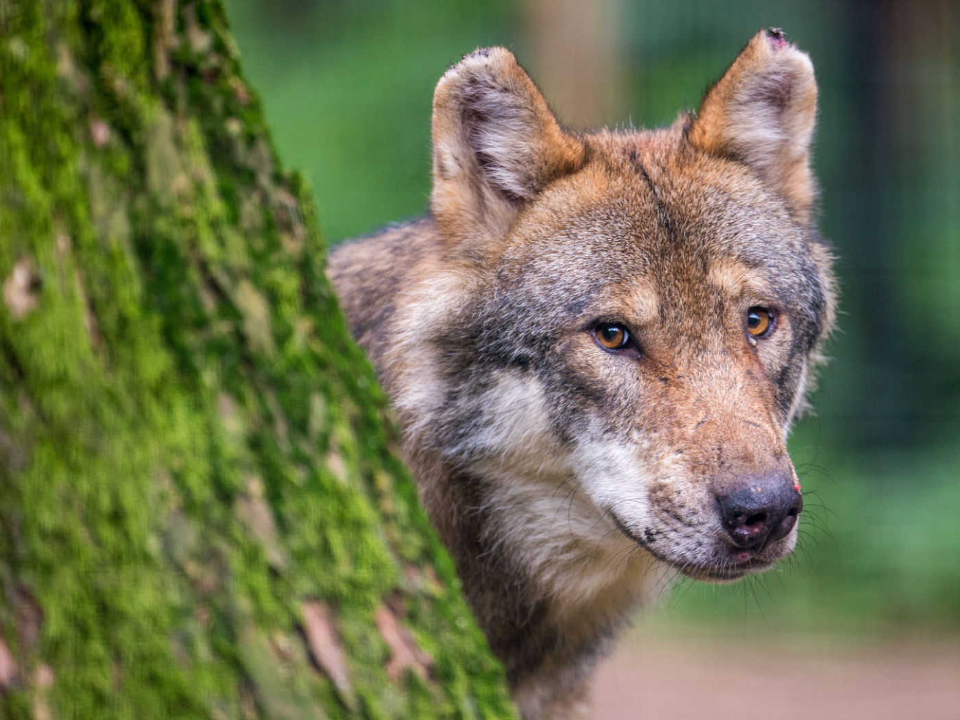Canton Graubünden wants to cull National Park wolf pack - SWI swissinfo.ch