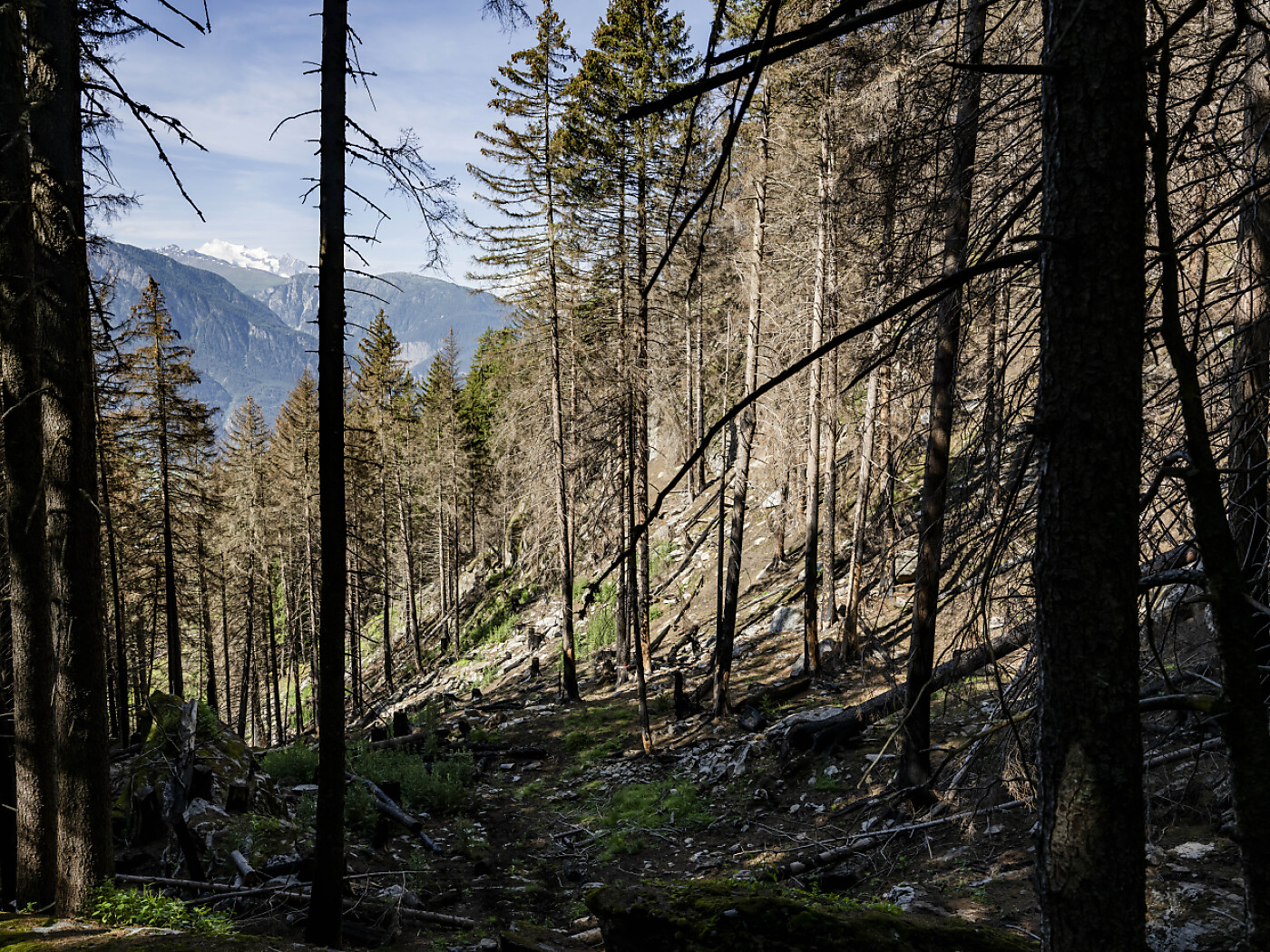 foresta
