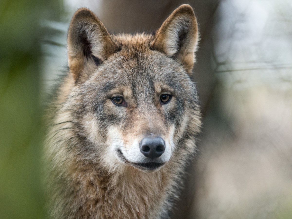 Swiss National Park criticises wolf pack cull plans - SWI swissinfo.ch