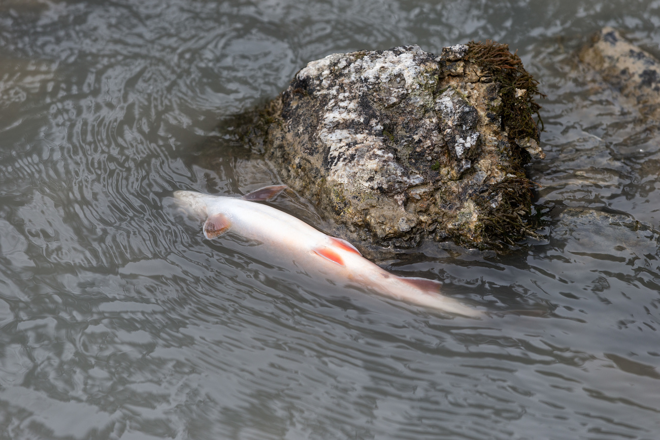 pesce morto