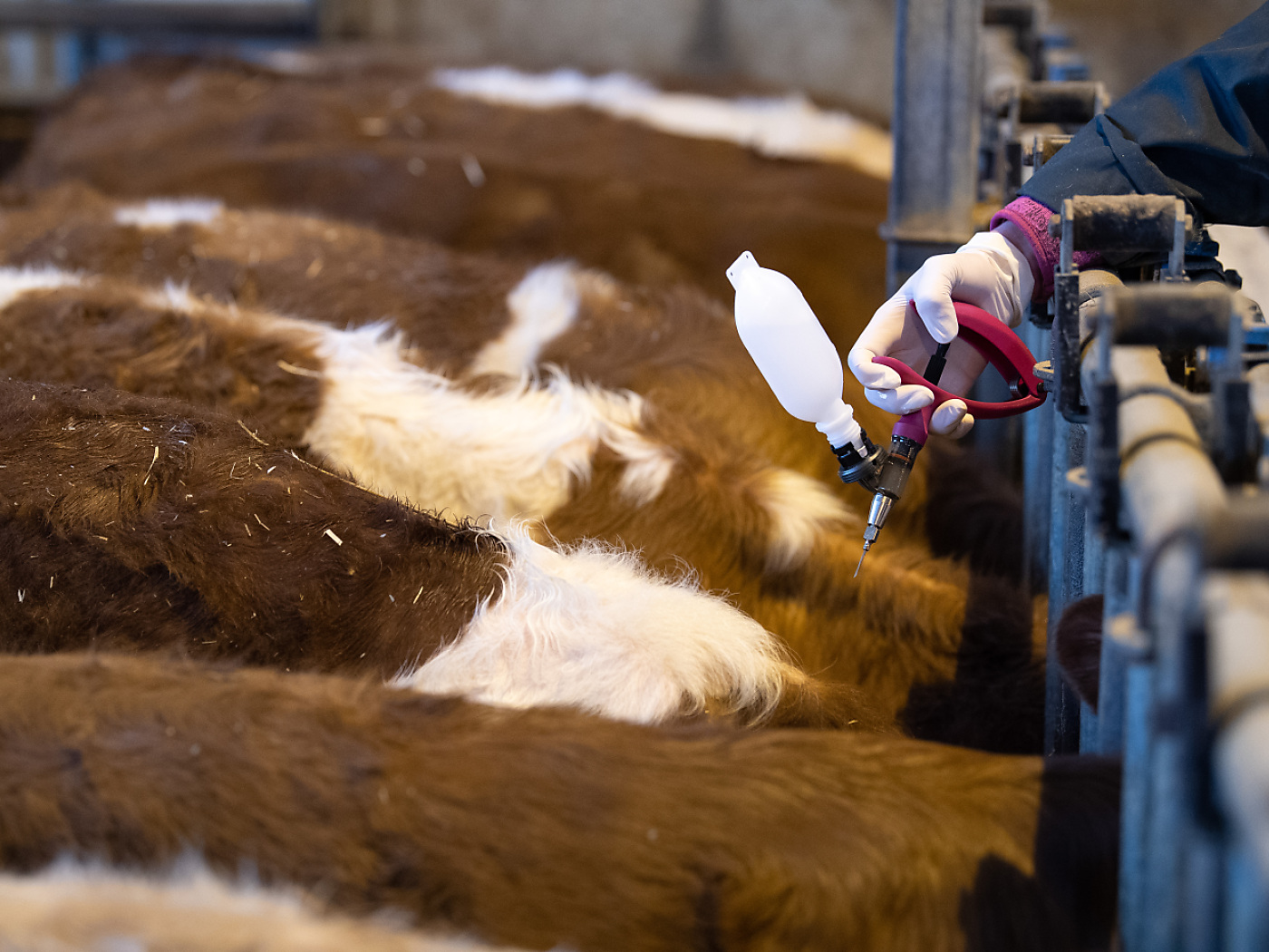 Schweizer Tiere können gegen Blauzungenkrankheit geimpft werden