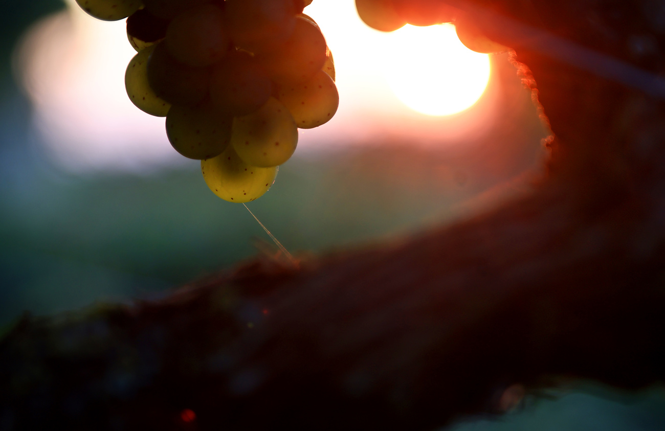 Grapes