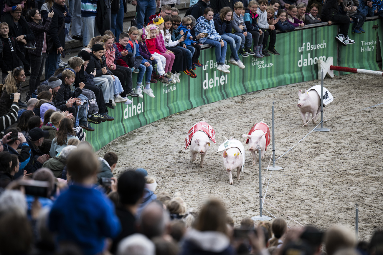 Traditionelles Saeuli-Rennen bei der Eroeffnung der 81. OLMA Schweizer Messe fuer Landwirtschaft und Ernaehrung.