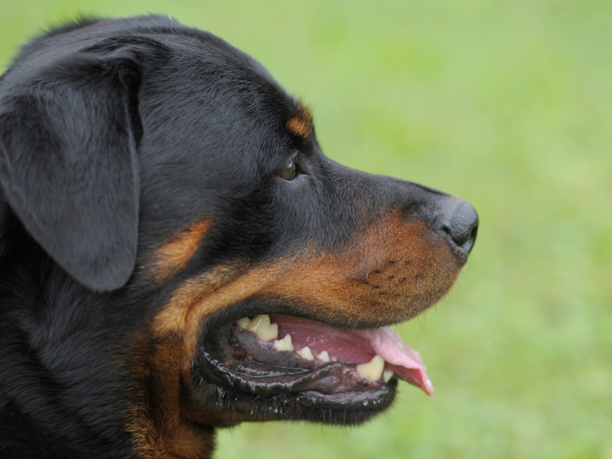 Rottweiler greift bei Regensdorf ZH fünf Personen an - SWI swissinfo.ch