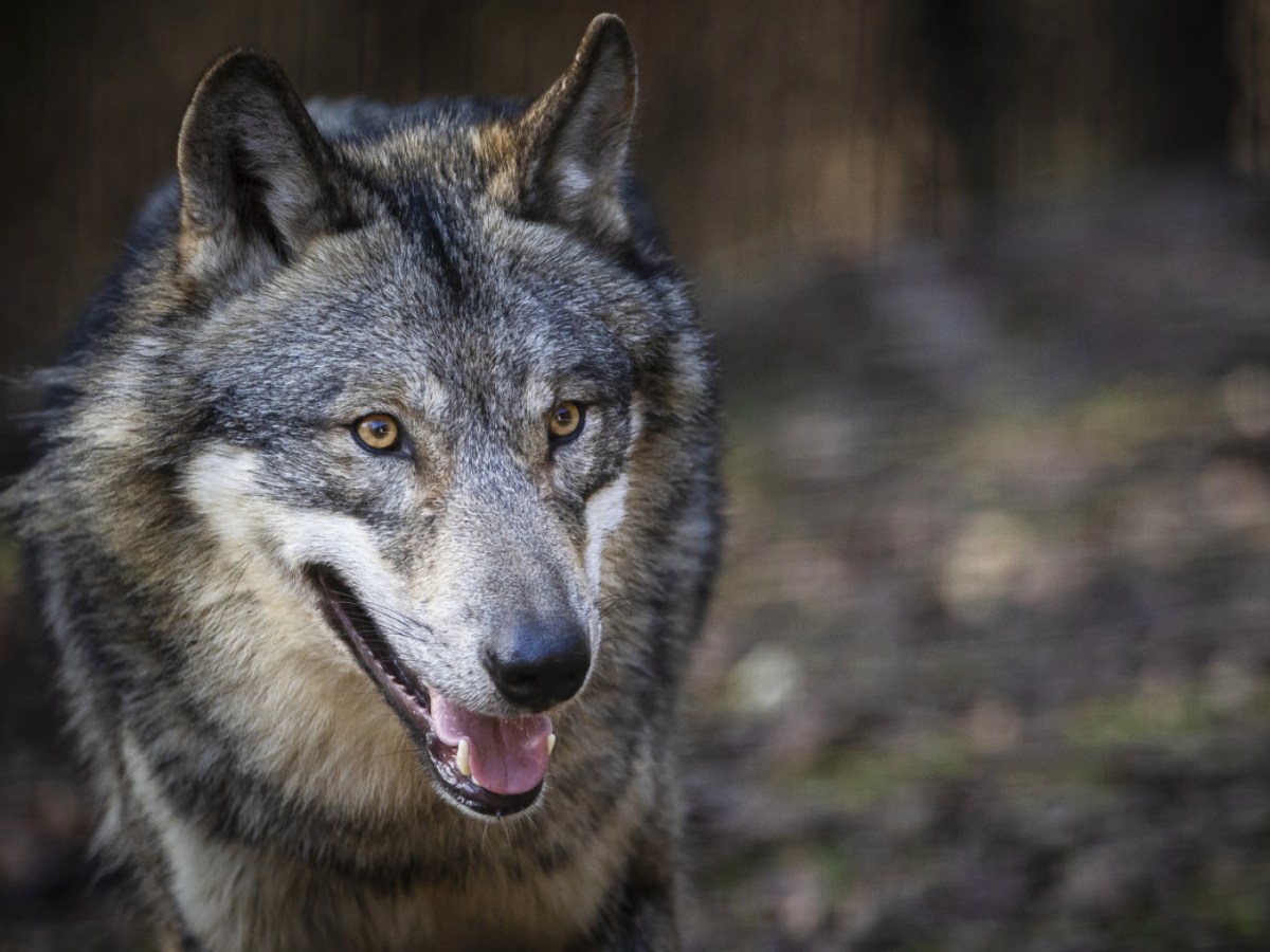 Wolf shot in central Switzerland after killing sheep - SWI swissinfo.ch
