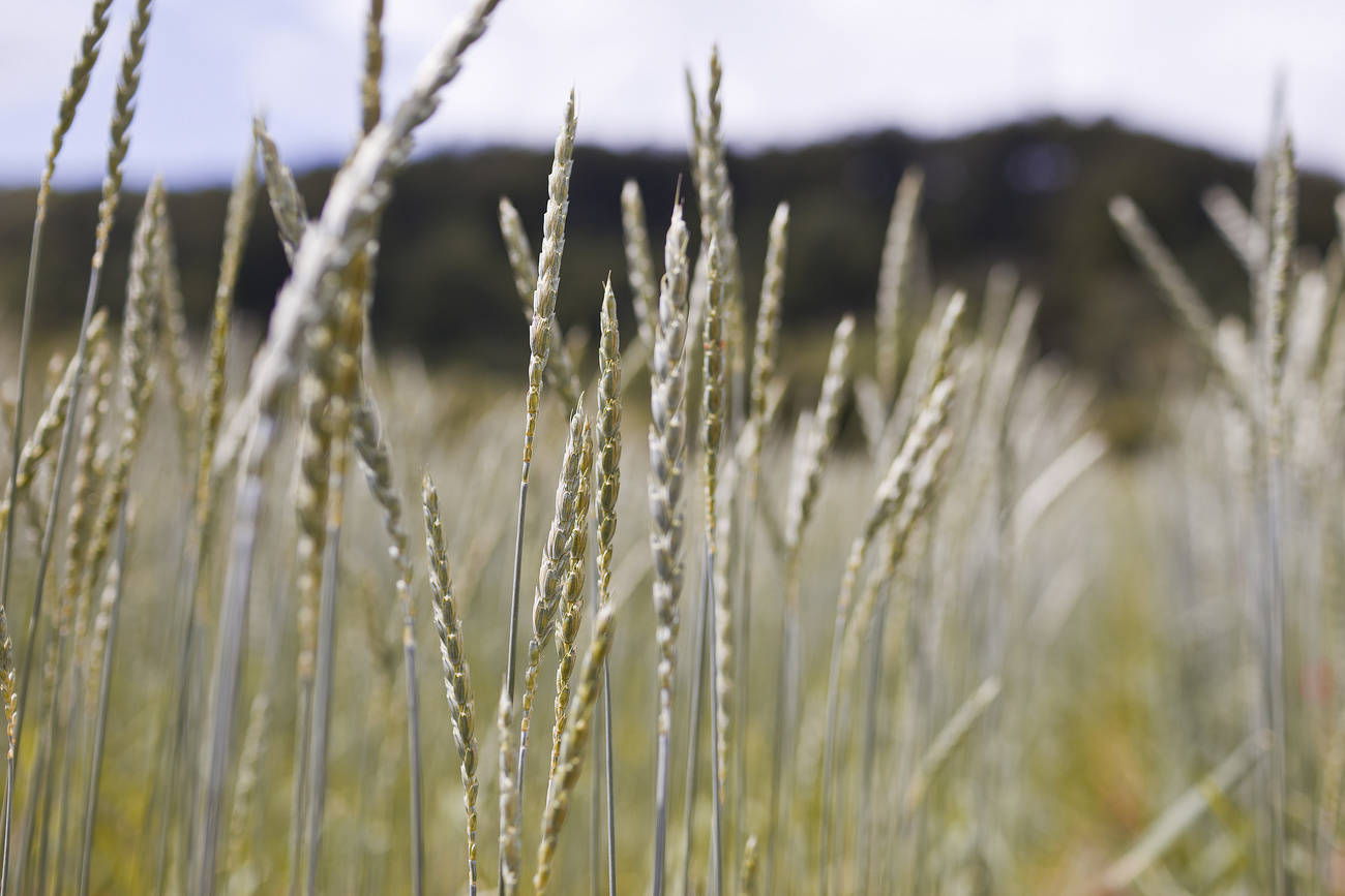 grano