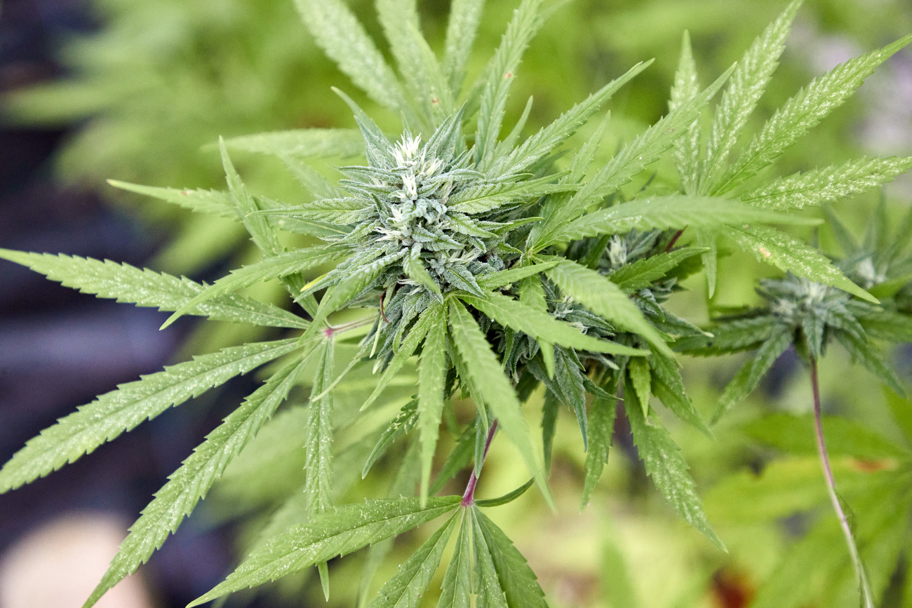 pianta di marijuana